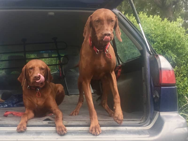 Housesitting assignment in Whitianga, New Zealand