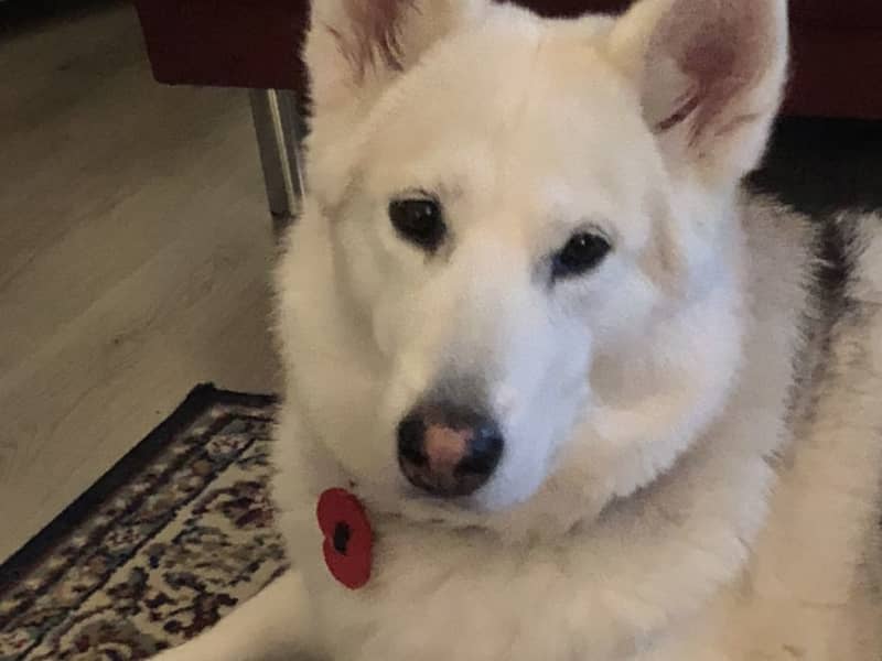 Housesitting assignment in Glasgow, United Kingdom