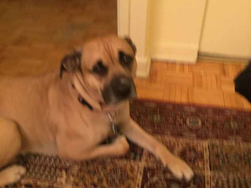 Housesitting assignment in Montréal, Quebec, Canada