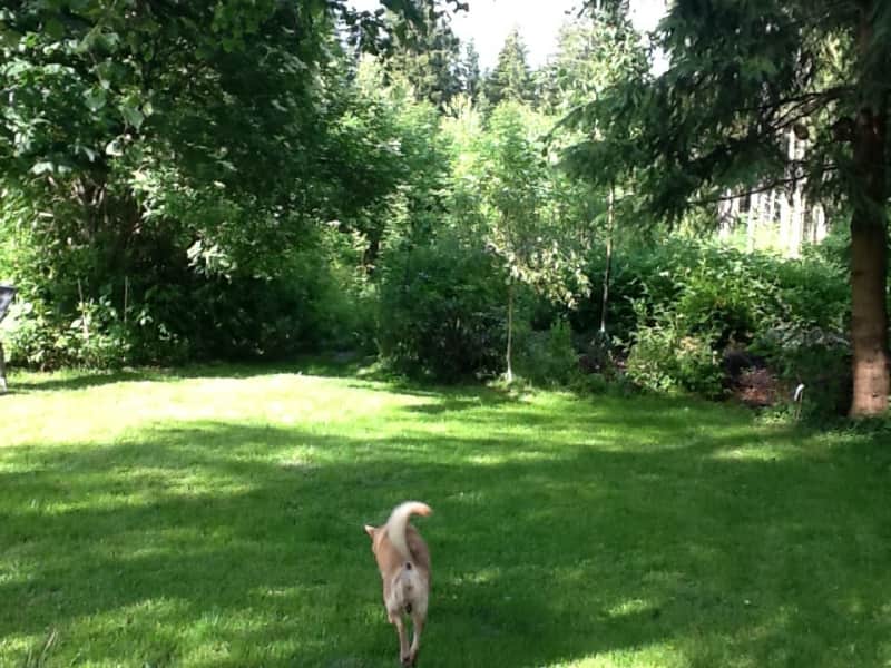 Housesitting assignment in Hinterzarten, Germany