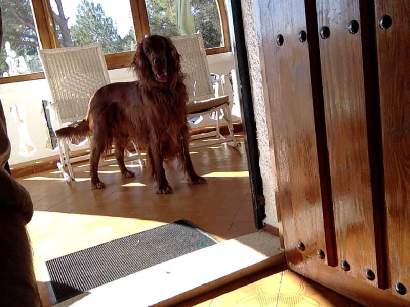 Housesitting assignment in Oliva, Spain