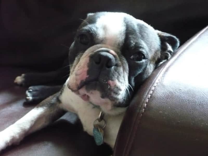 Housesitting assignment in Brantford, Ontario, Canada