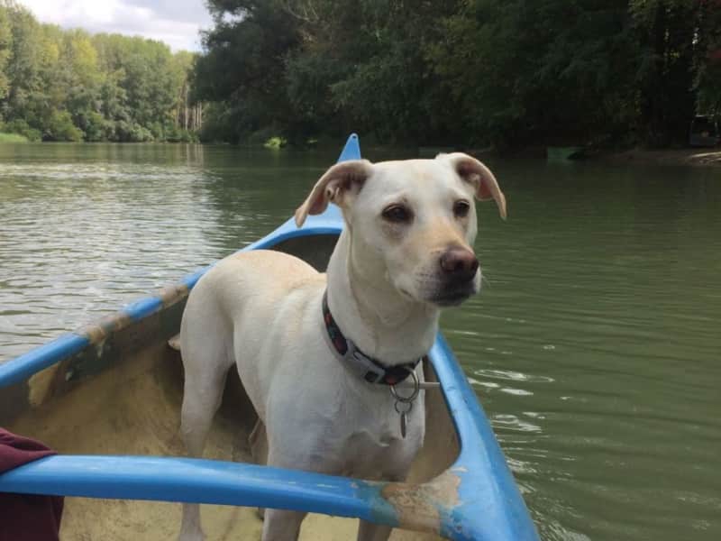 Housesitting assignment in Bratislava, Slovakia