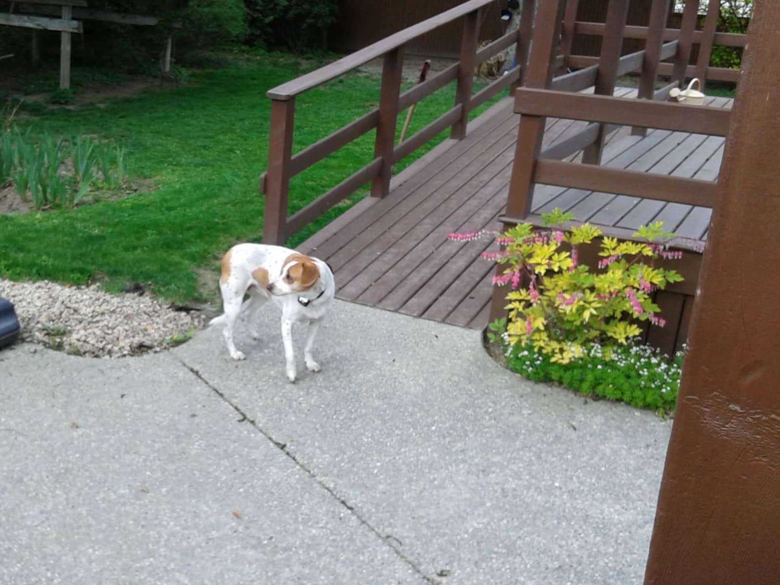 Housesitting assignment in Kelowna, British Columbia, Canada