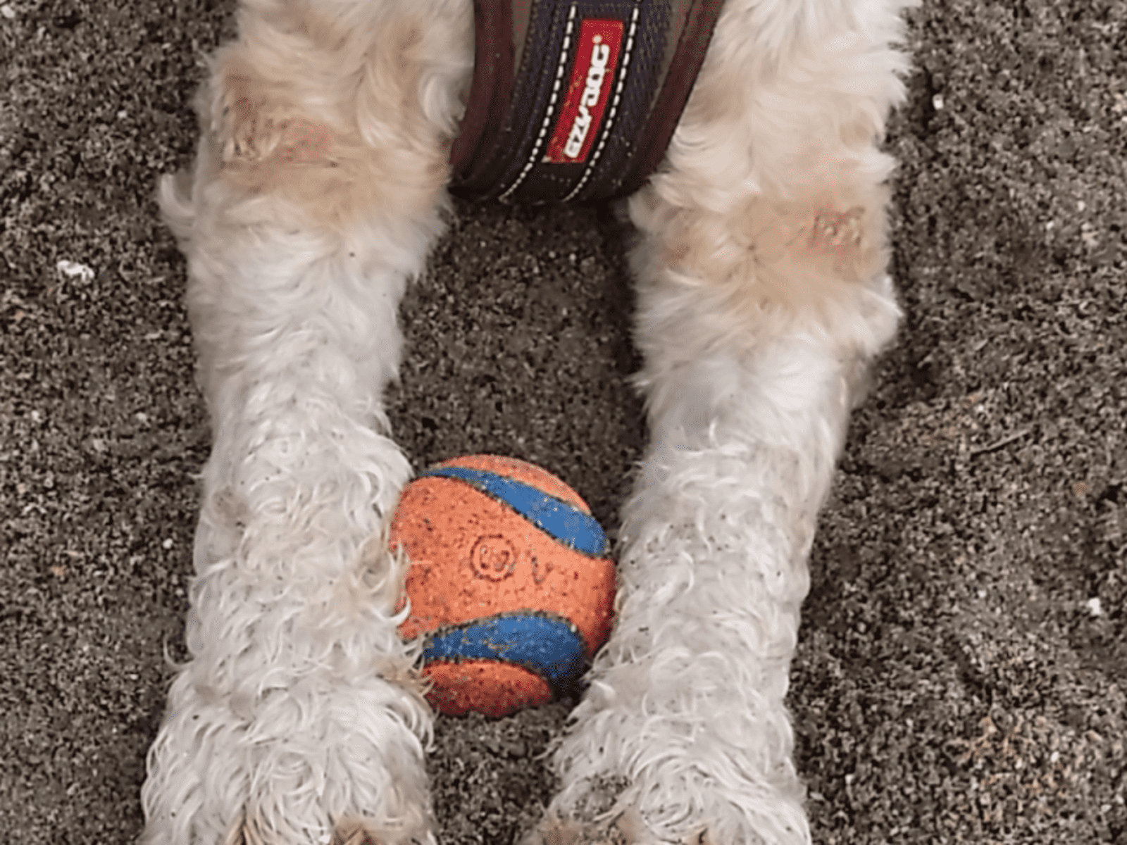 Housesitting assignment in Skerries, Ireland