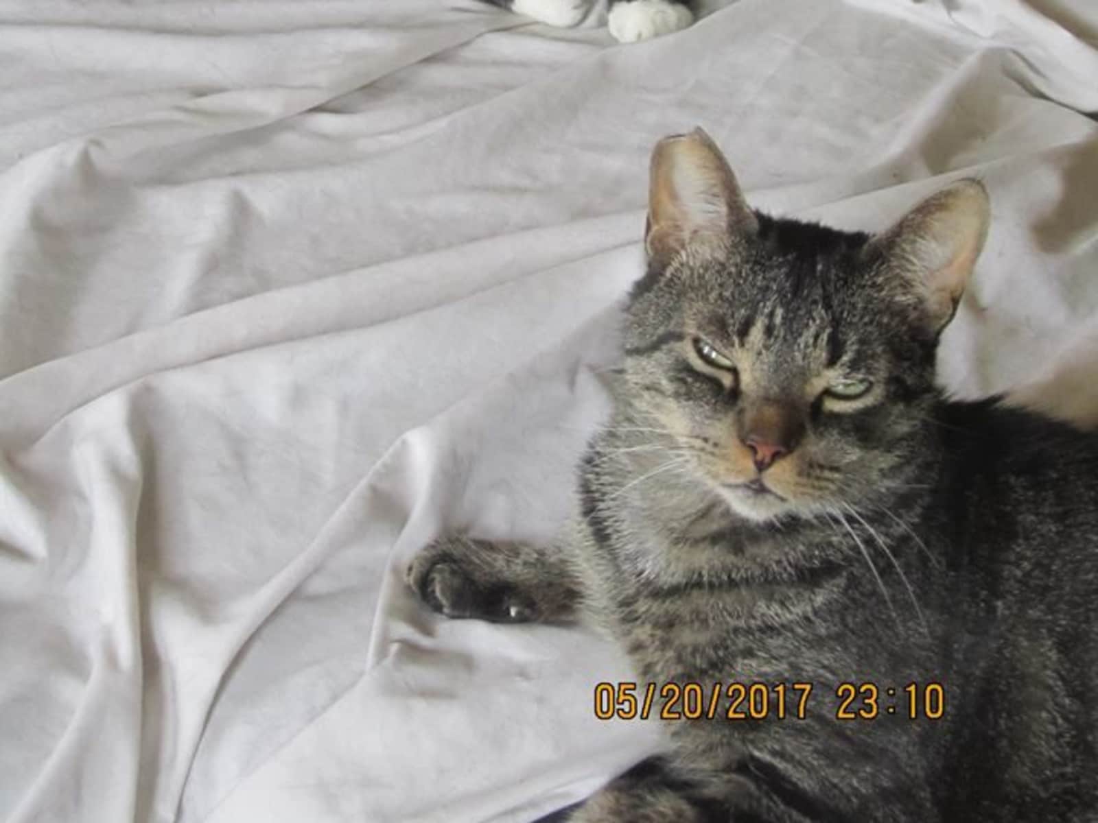 Housesitting assignment in St. Catharines, Ontario, Canada