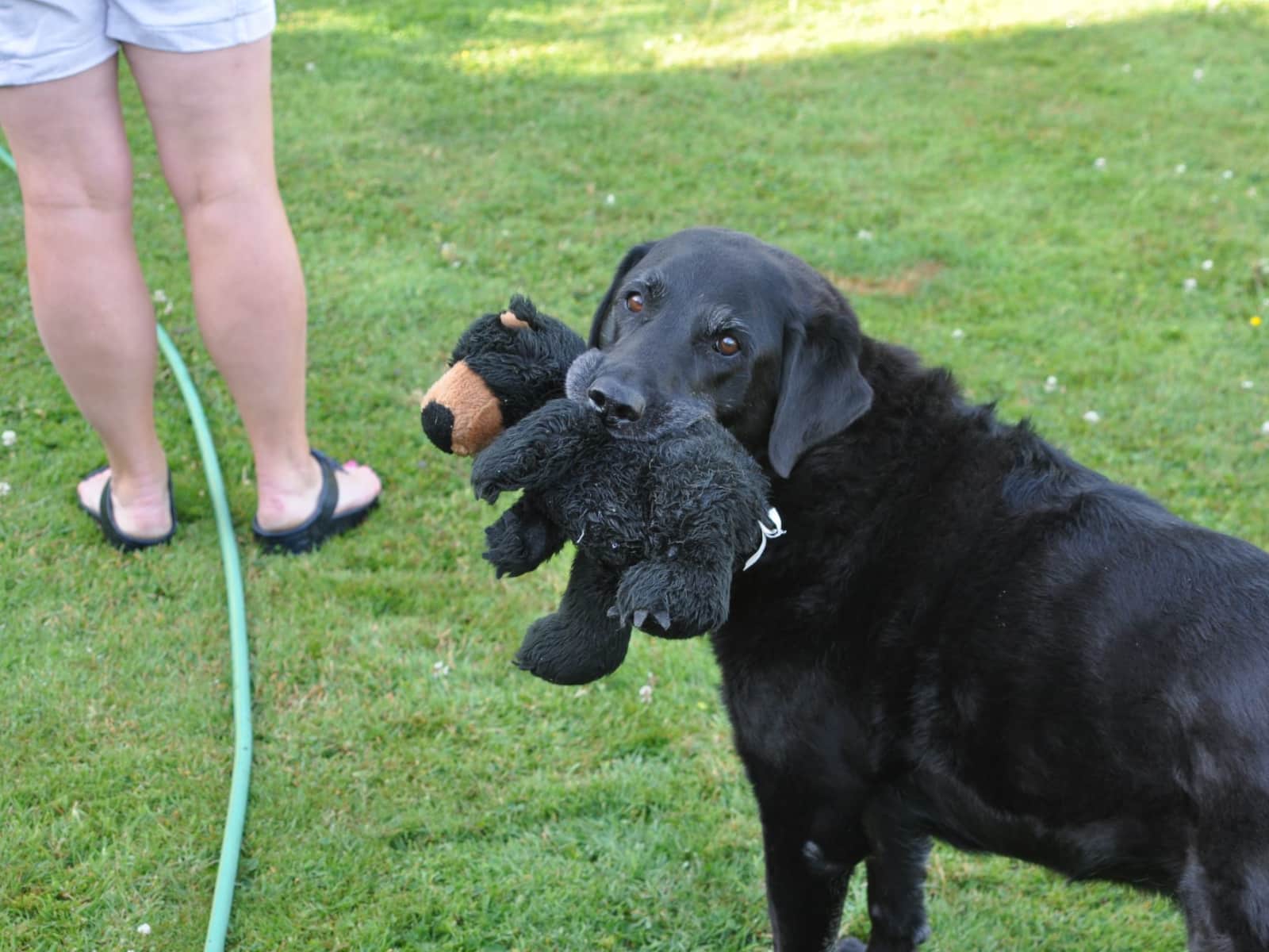 Housesitting assignment in East Grinstead, United Kingdom