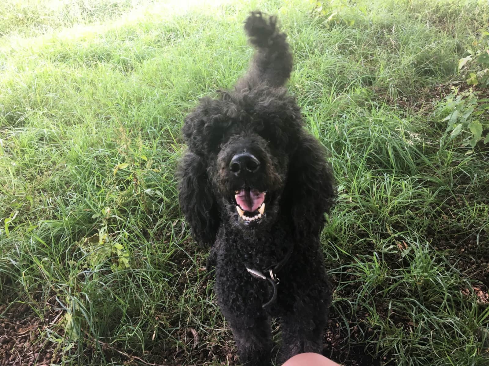 Housesitting assignment in Deal, United Kingdom