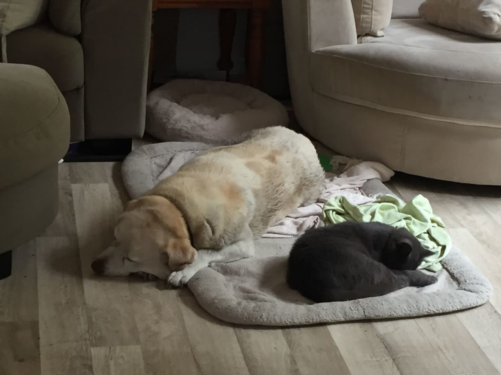 Rosie from Central Coast, New South Wales, Australia
