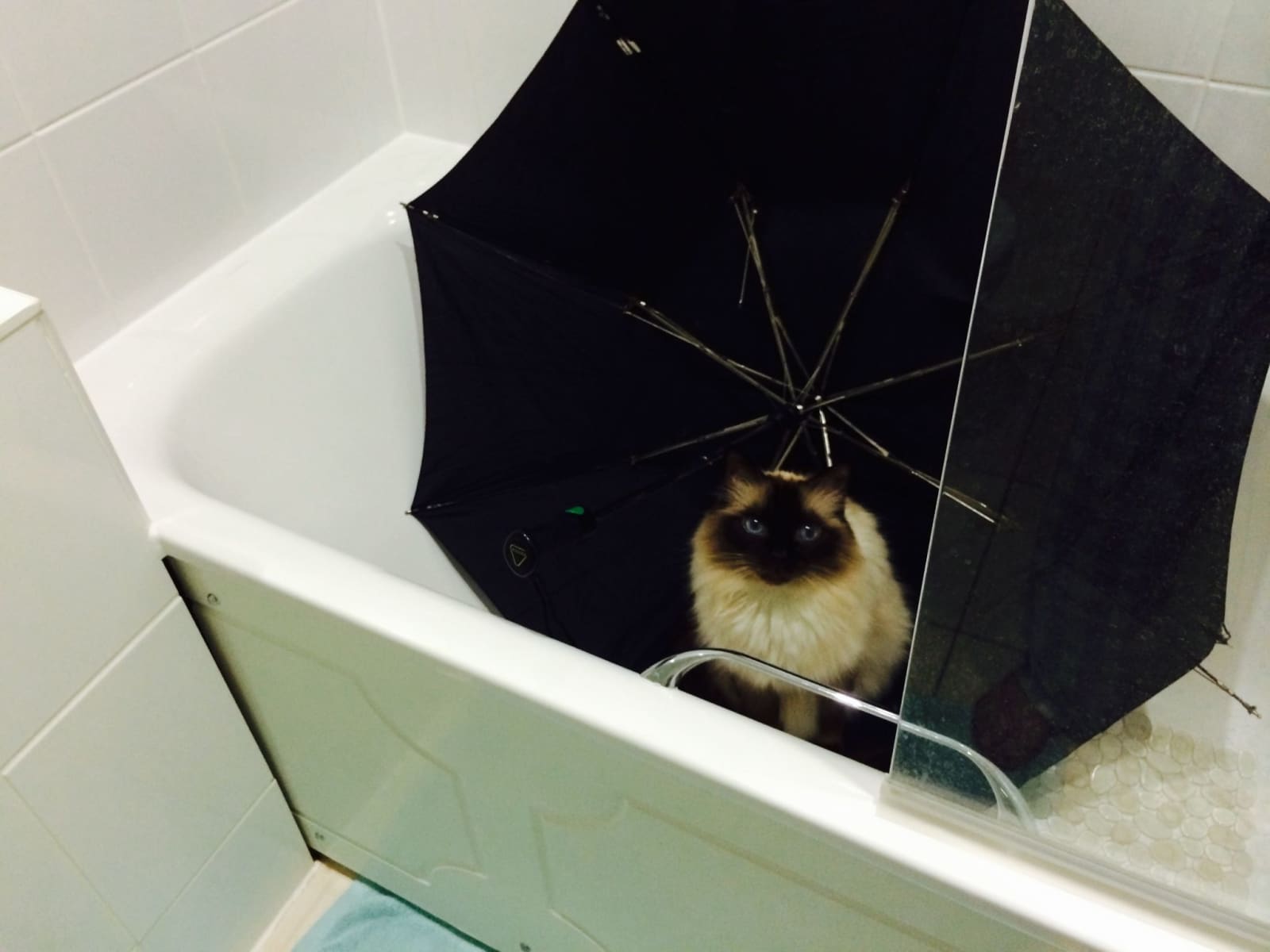 Housesitting assignment in London, United Kingdom