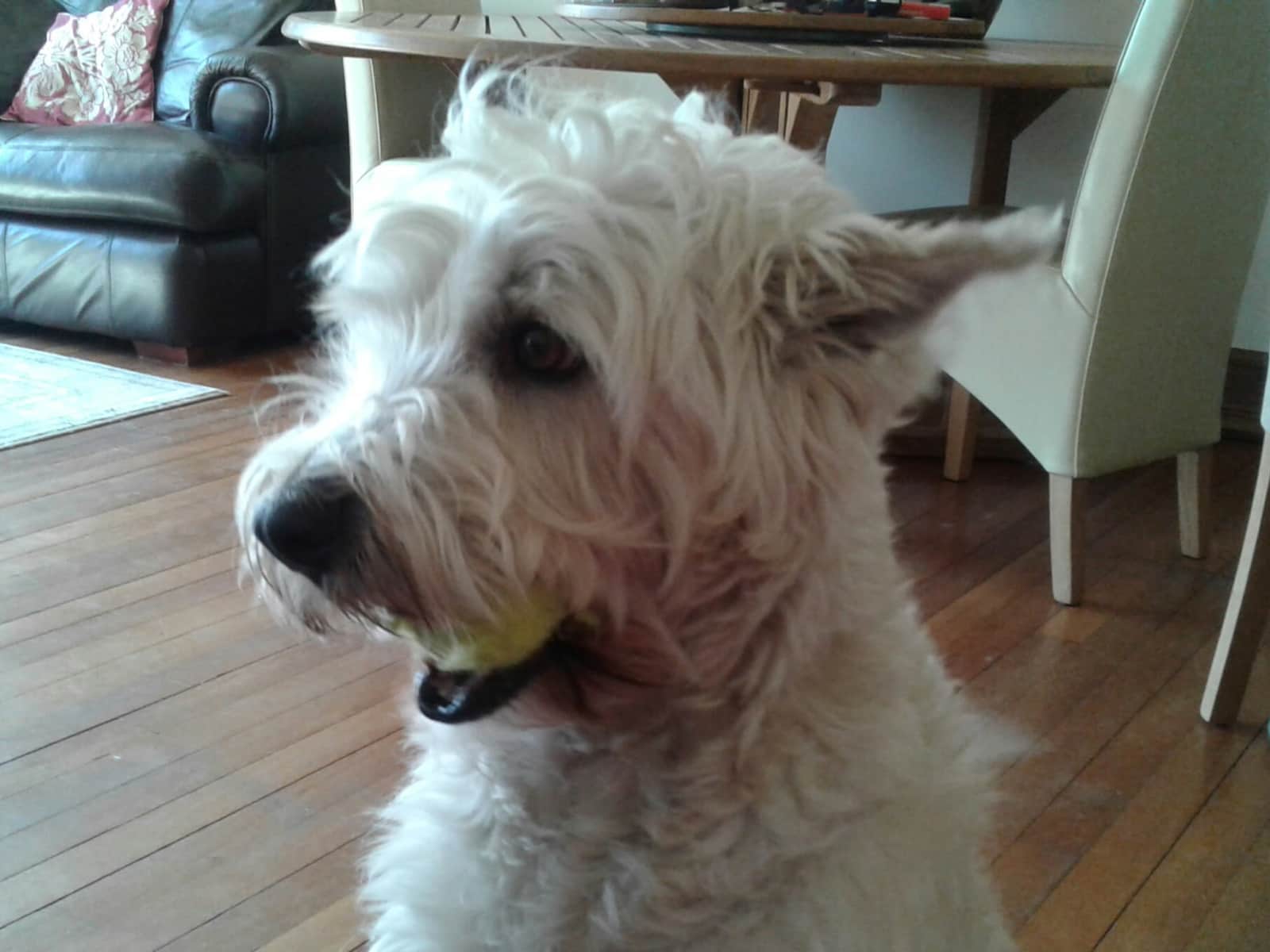 Housesitting assignment in Treharris, United Kingdom