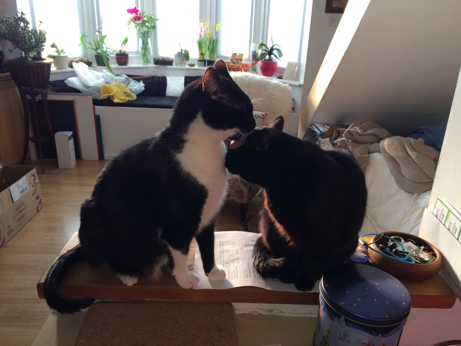 Housesitting assignment in Bickley, United Kingdom