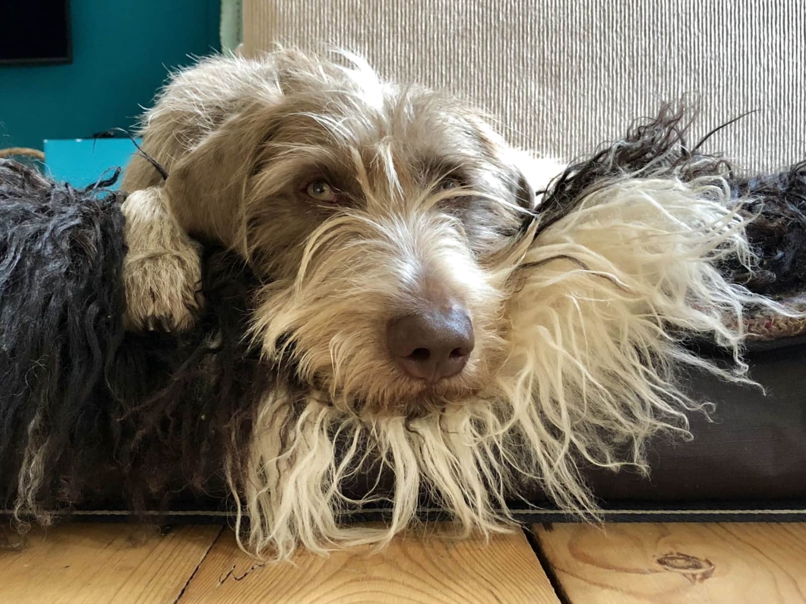 Housesitting assignment in Shepperton, United Kingdom