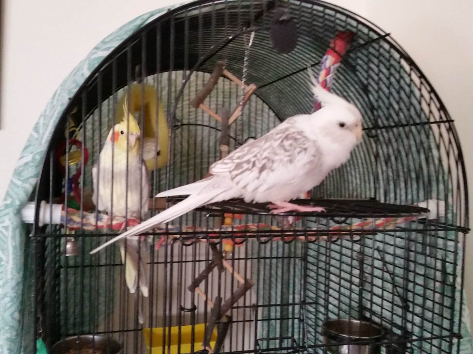 Housesitting assignment in Cowra, New South Wales, Australia