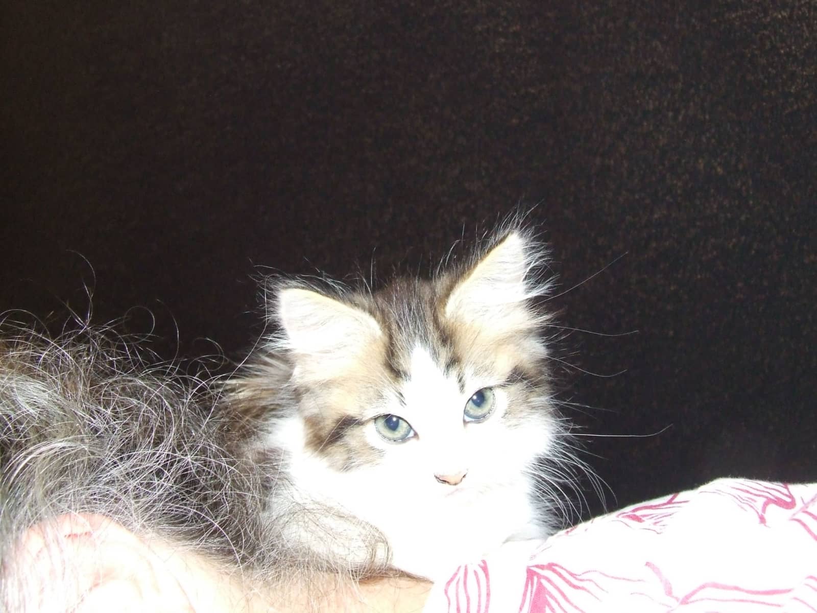 Susan from Morwell, Victoria, Australia