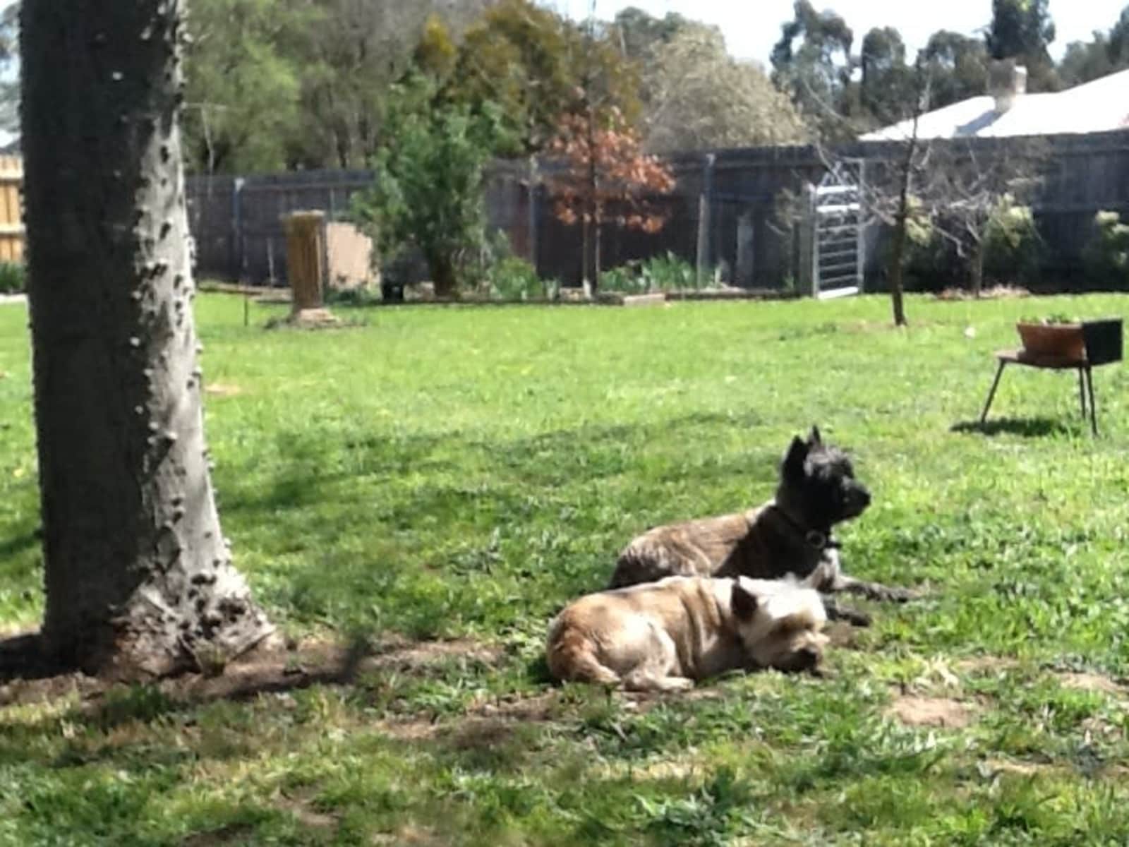 Housesitting assignment in Castlemaine, Victoria, Australia