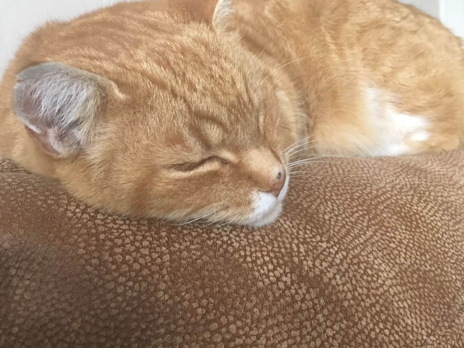 Housesitting assignment in Buxted, United Kingdom