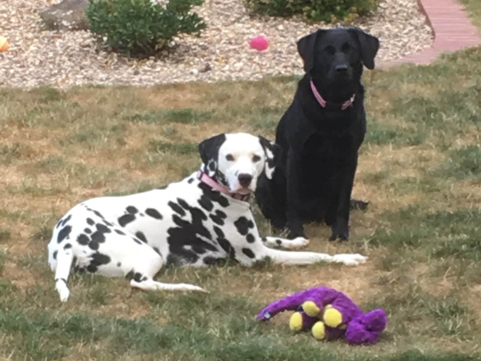 Housesitting assignment in Marlborough, United Kingdom