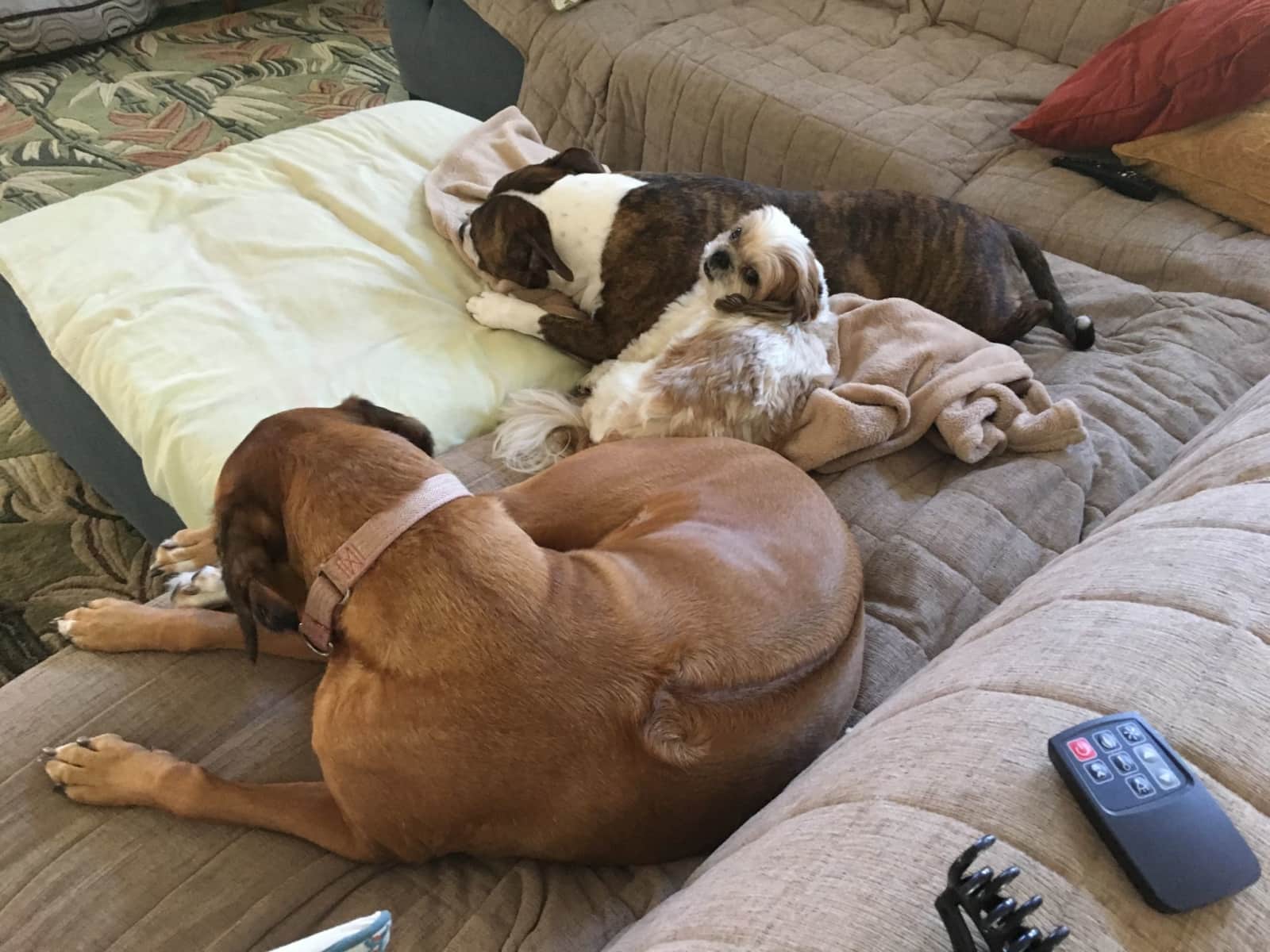 Housesitting assignment in Hawai‘i Kai, Hawaii, United States