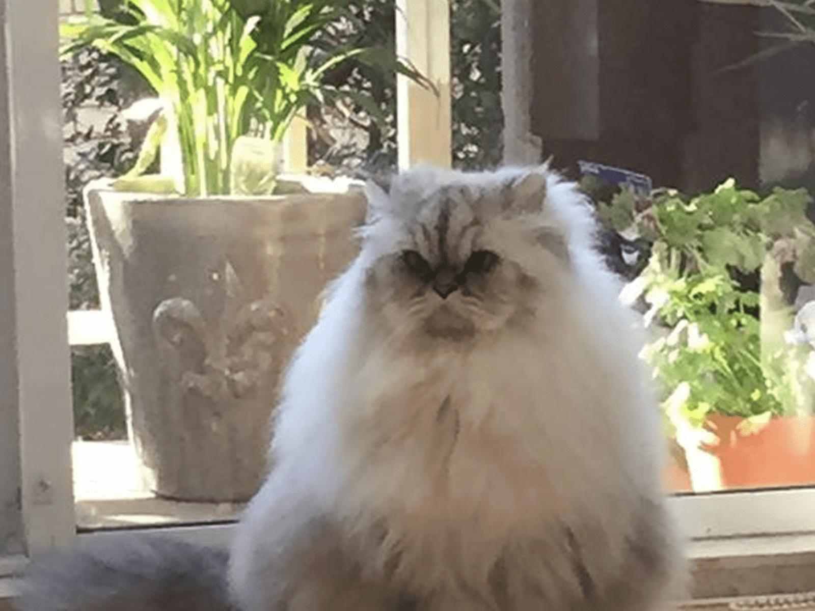 Housesitting assignment in Dundee, United Kingdom