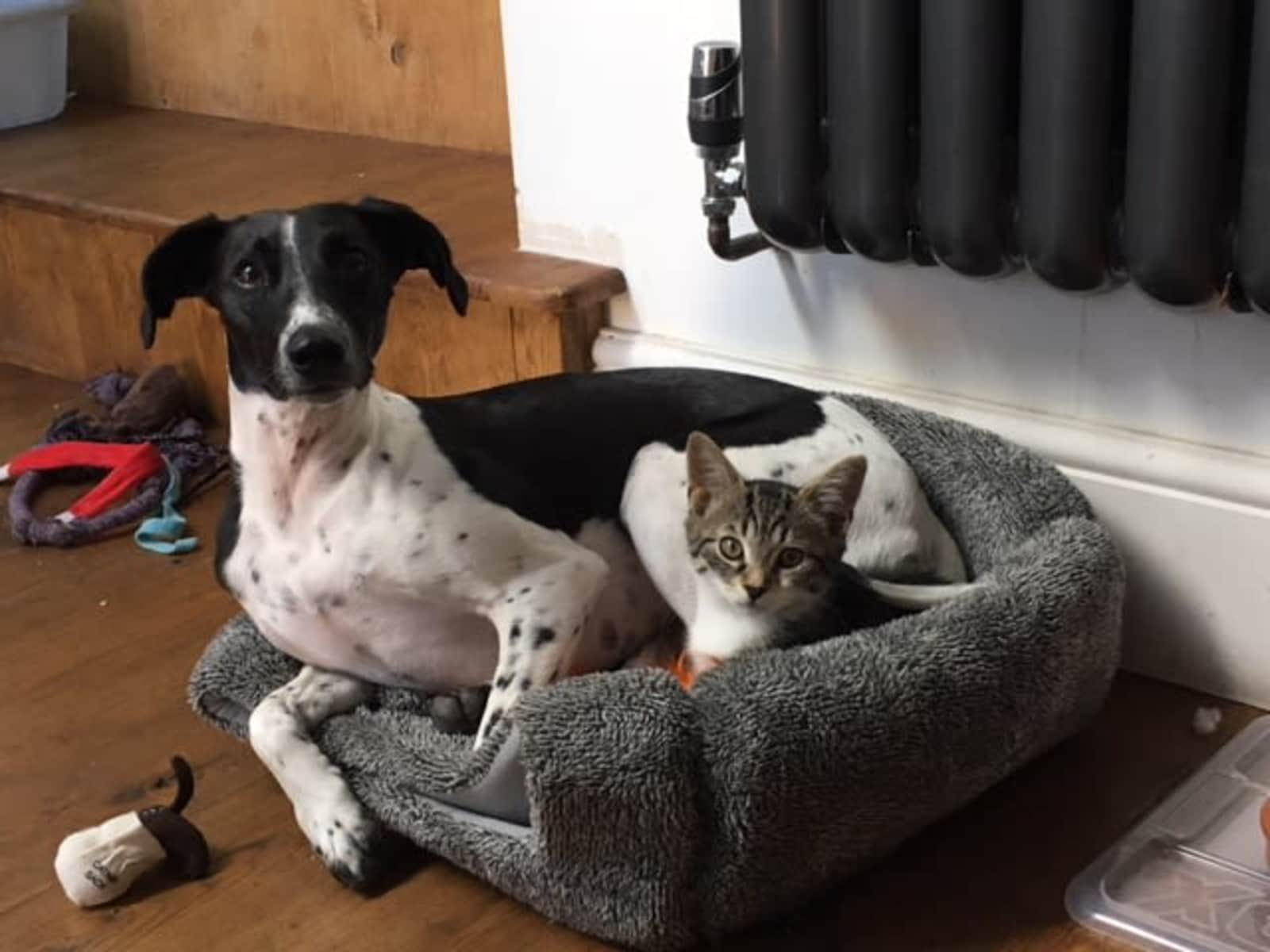 Housesitting assignment in Brighton, United Kingdom