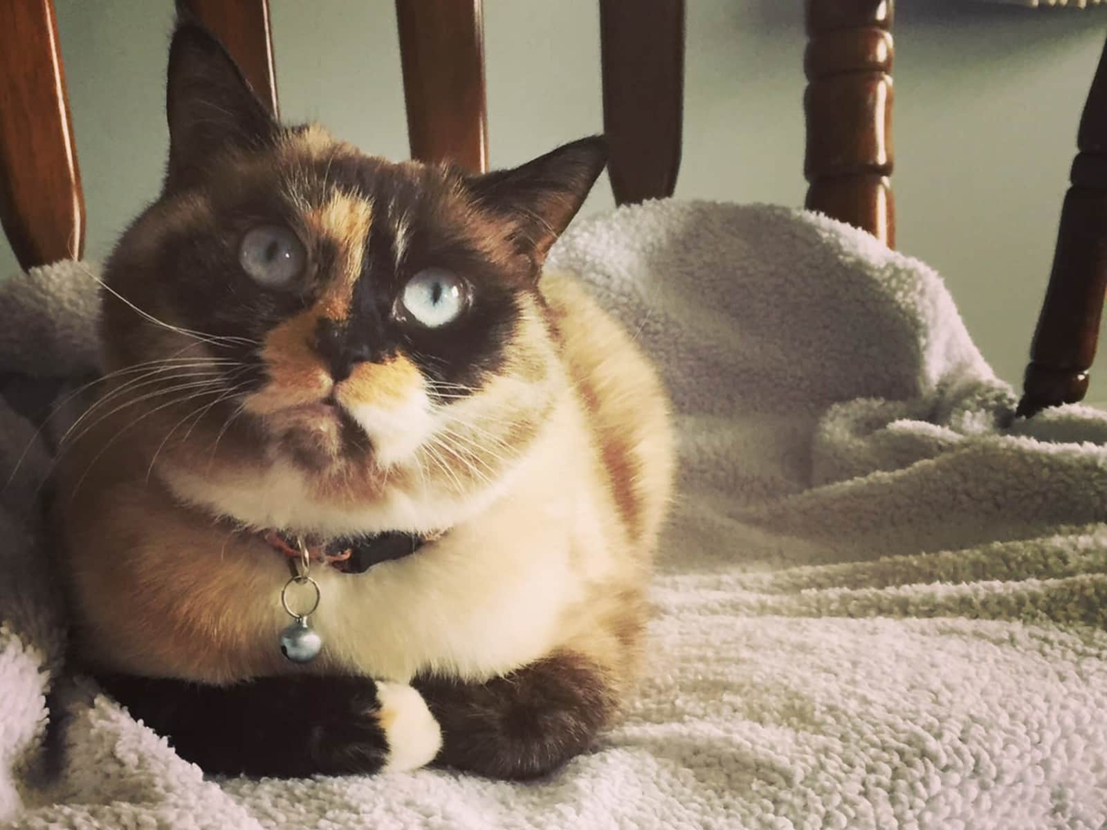 Housesitting assignment in Edmonton, Alberta, Canada