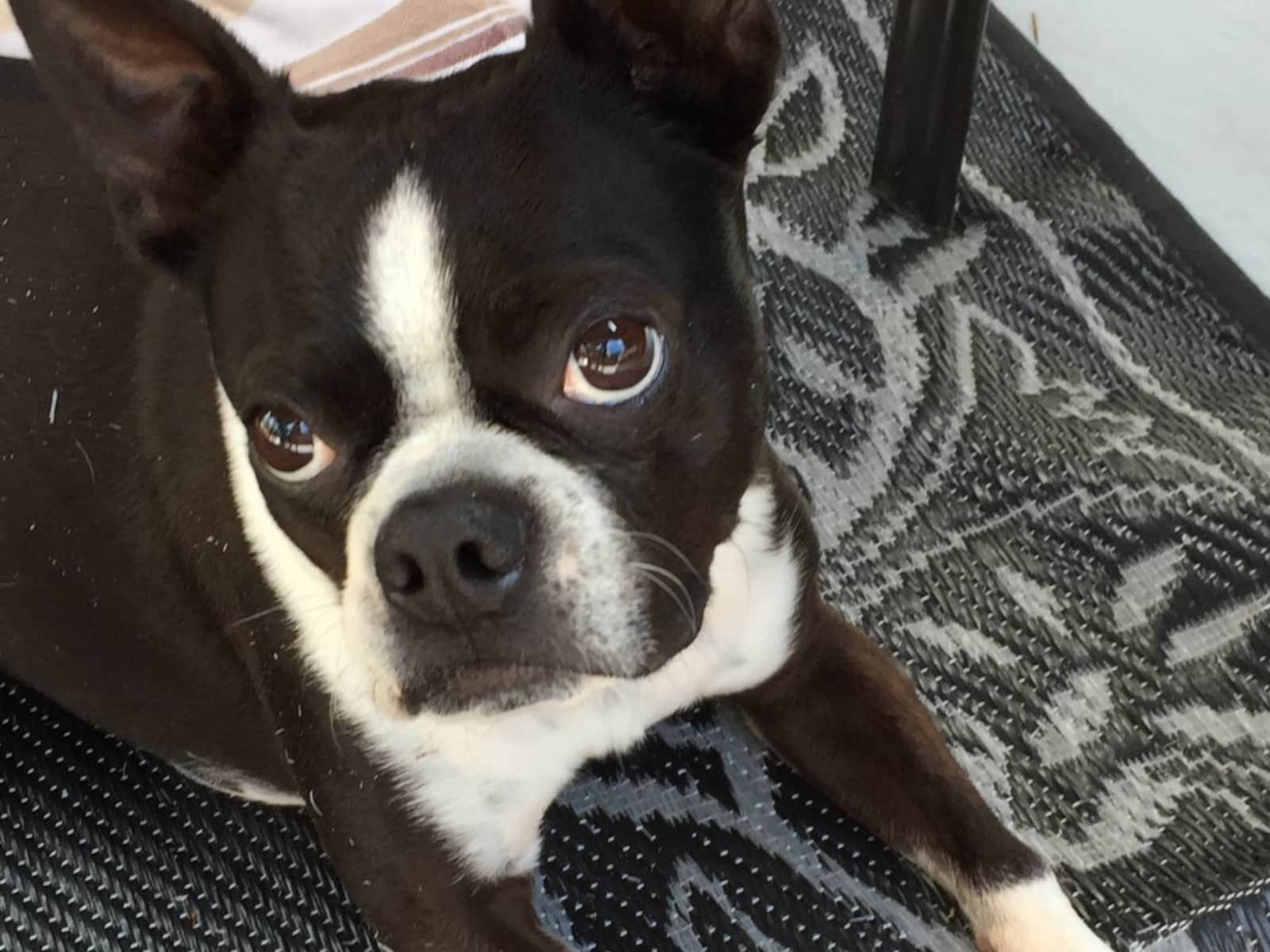 Housesitting assignment in West Kelowna, British Columbia, Canada