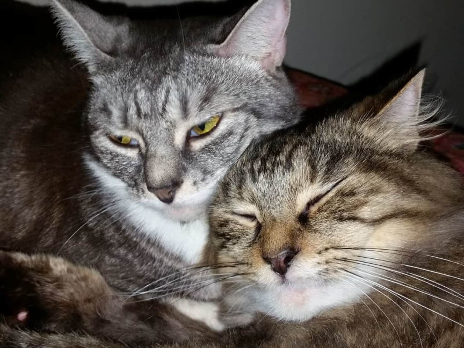 Housesitting assignment in Marrickville, New South Wales, Australia