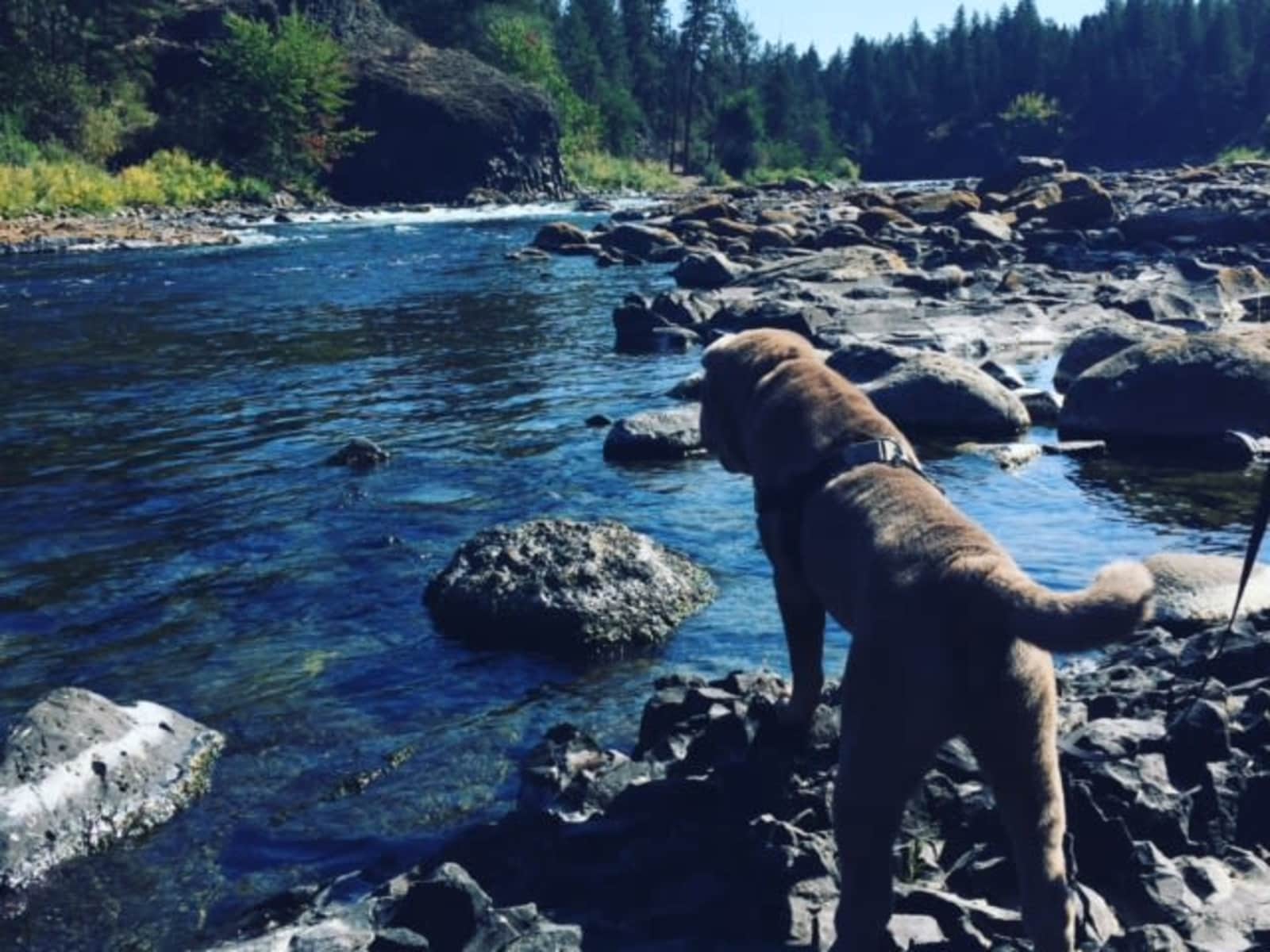 Housesitting assignment in Spokane, Washington, United States