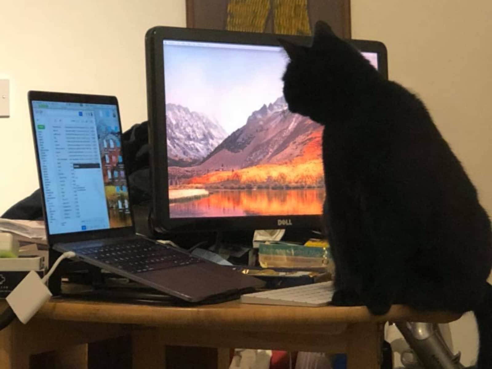 Housesitting assignment in Leytonstone, United Kingdom