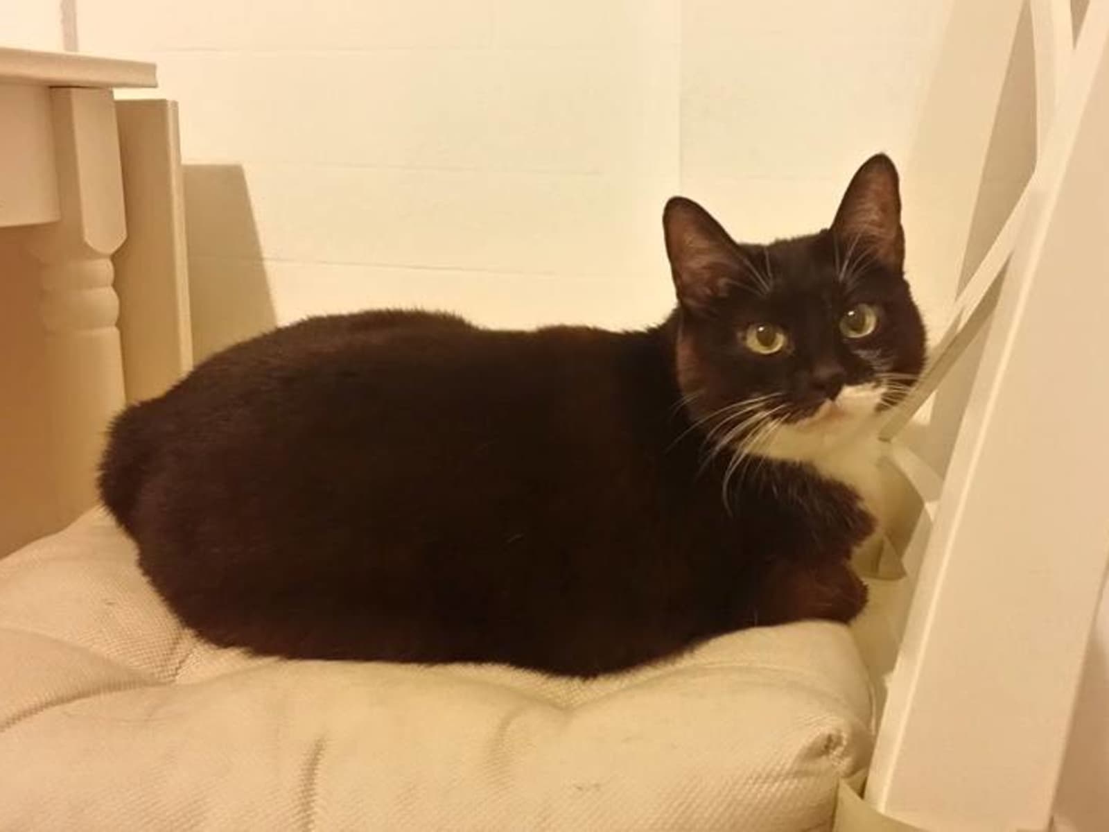 Housesitting assignment in Central Sunset, California, United States