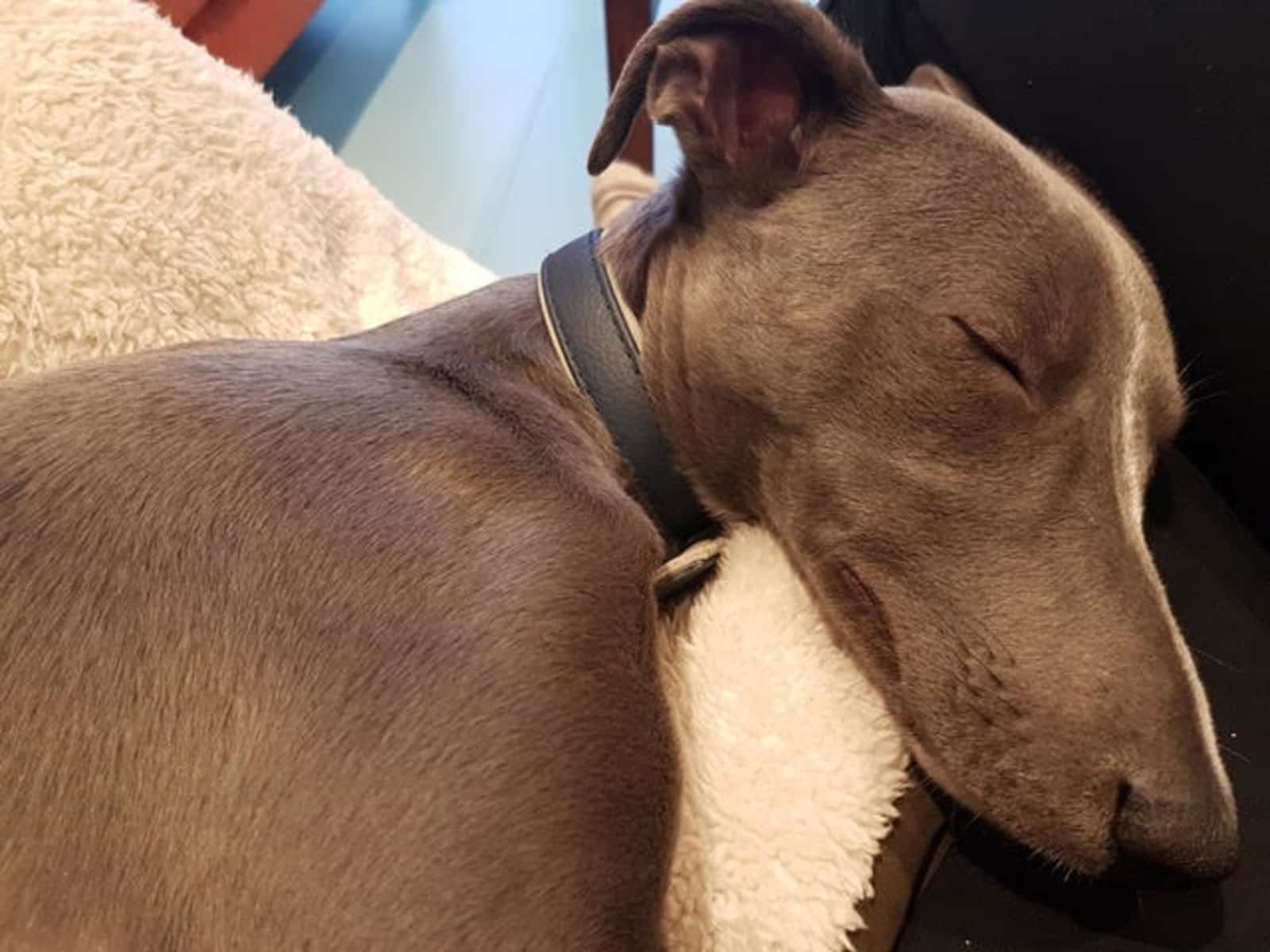 Housesitting assignment in Marlow, United Kingdom