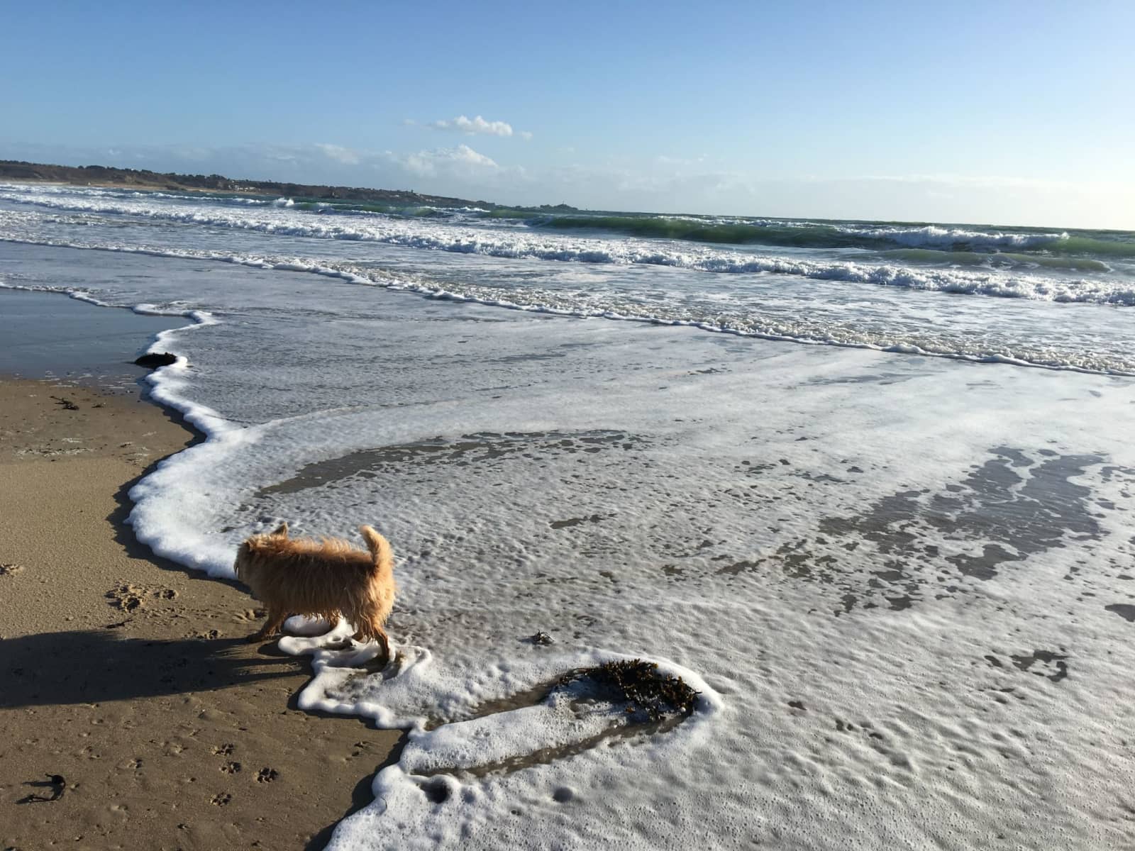 Housesitting assignment in St Lawrence, Jersey