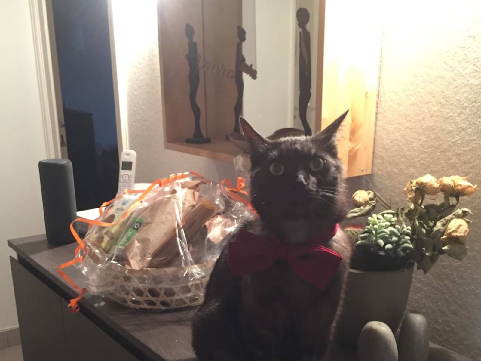 Housesitting assignment in Lyon, France