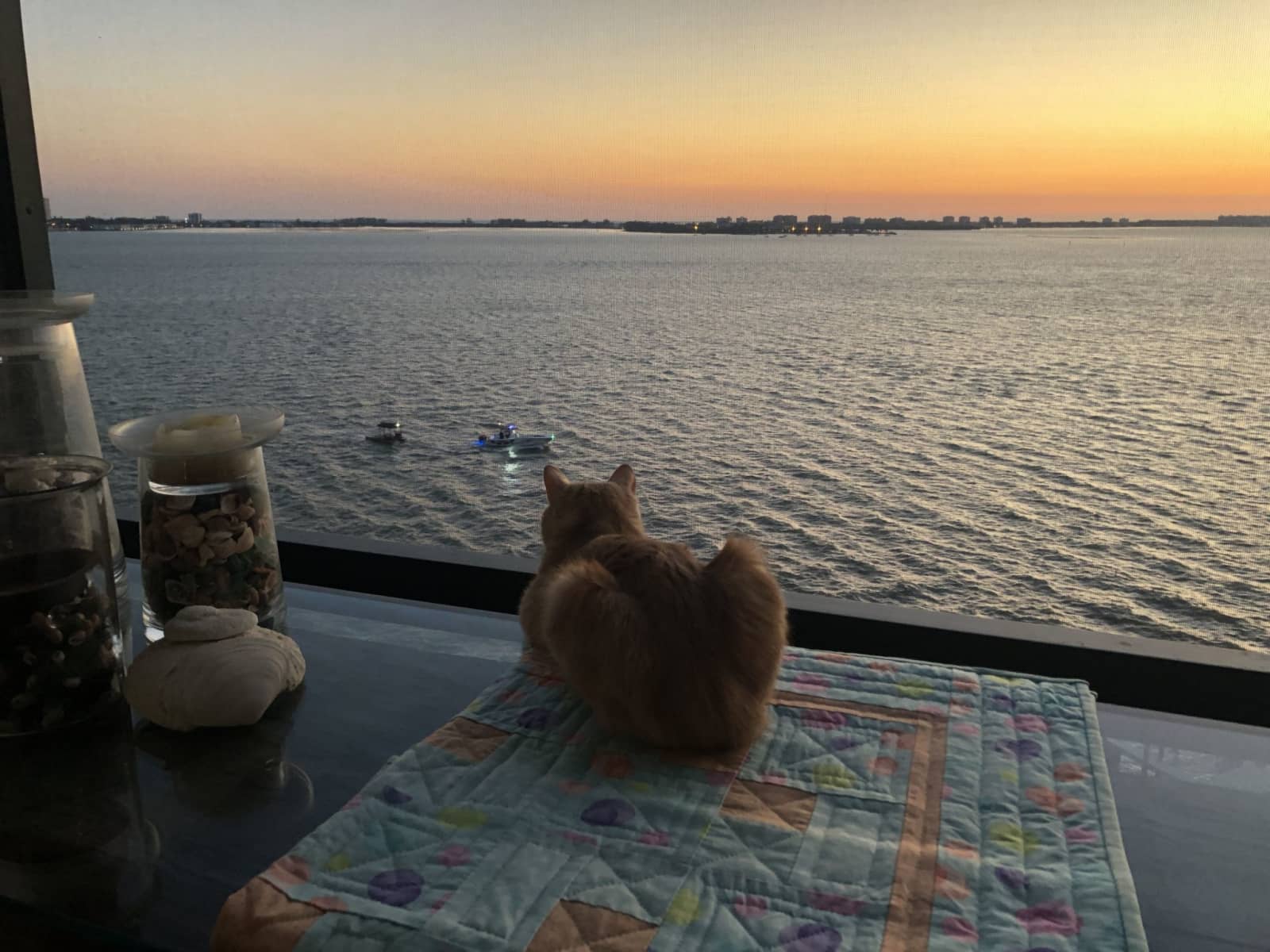 Housesitting assignment in Sarasota, Florida, United States