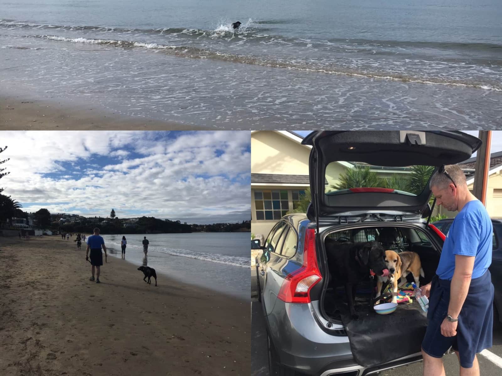 Housesitting assignment in Auckland, New Zealand
