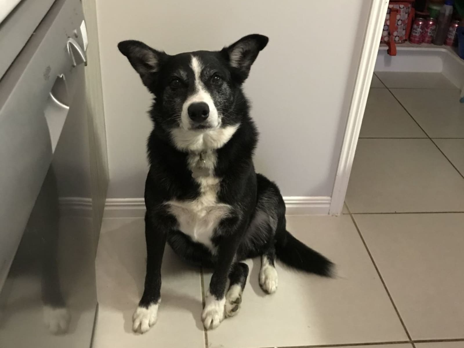 Housesitting assignment in Ormeau Hills, Queensland, Australia