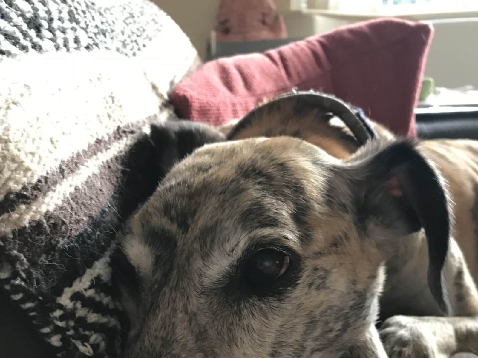 Housesitting assignment in Worksop, United Kingdom