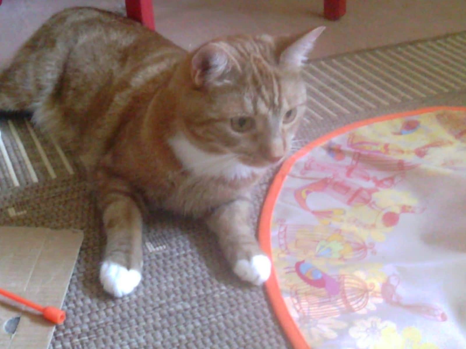 Housesitting assignment in London, United Kingdom