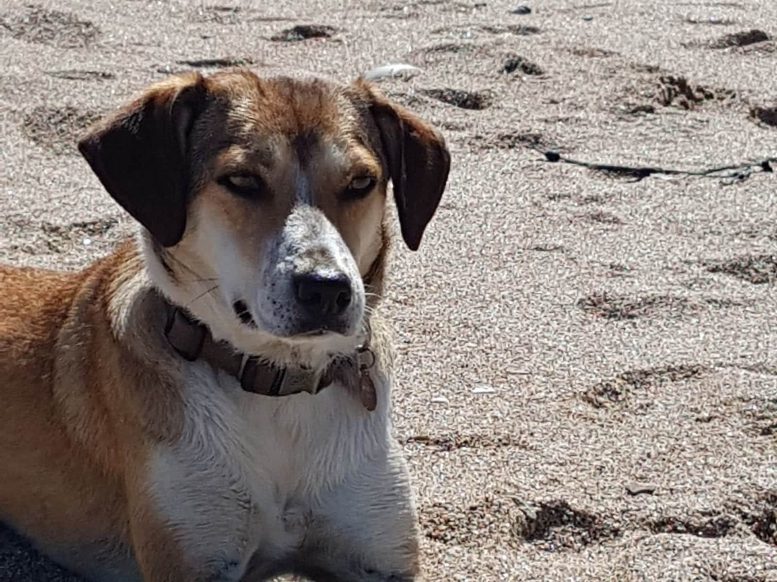 Housesitting assignment in Horsham, United Kingdom