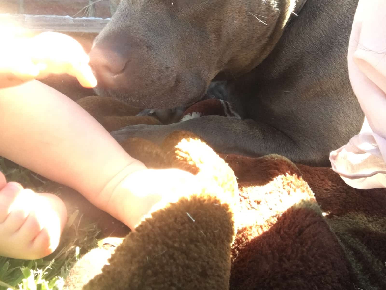 Housesitting assignment in Heathridge, Western Australia, Australia