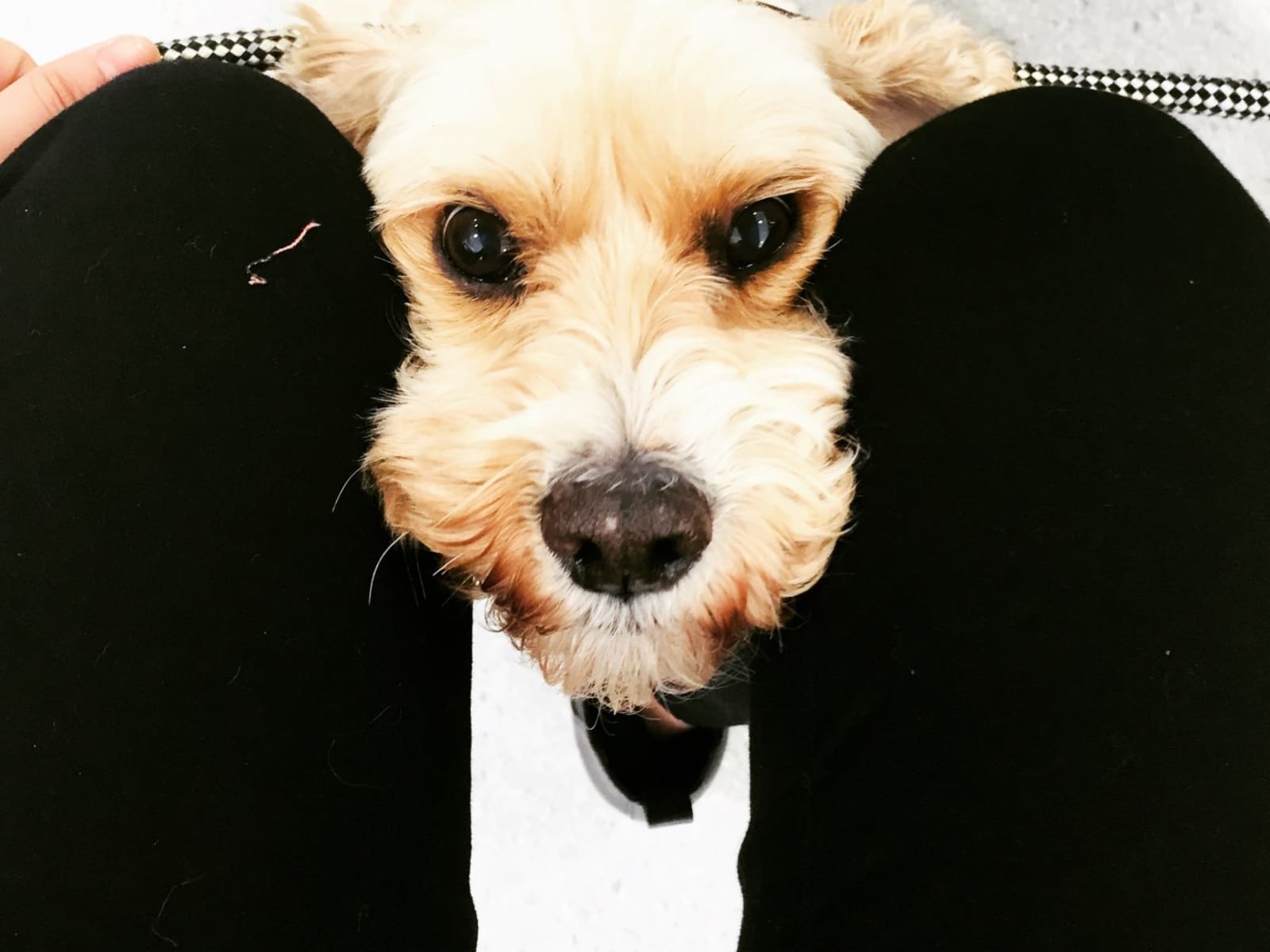 Stella from Sydney, New South Wales, Australia