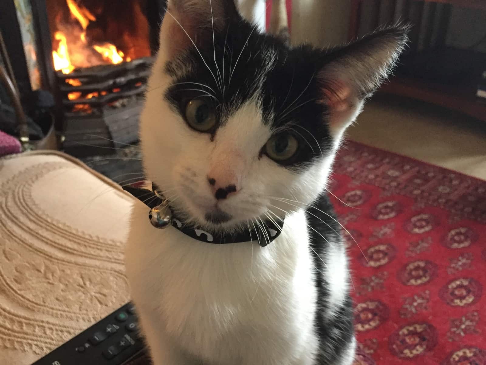 Housesitting assignment in Tatenhill, United Kingdom