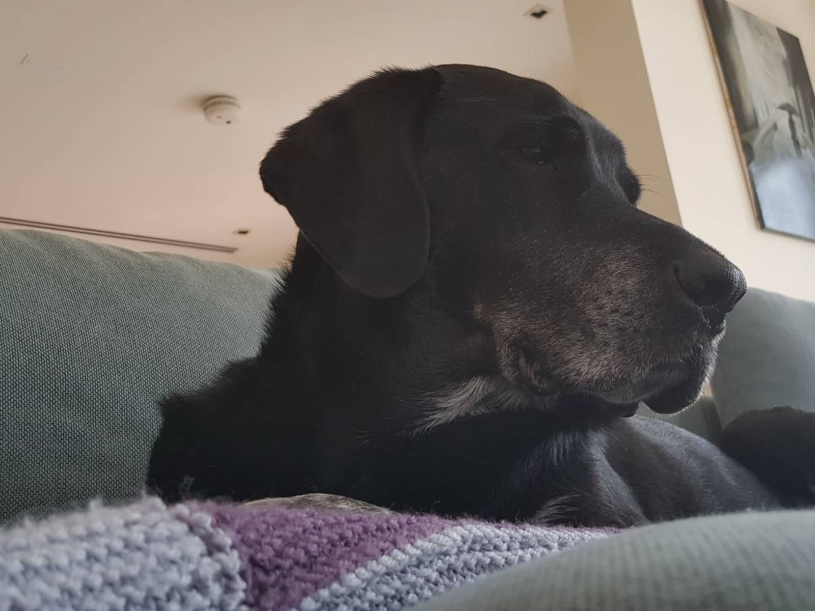 Housesitting assignment in Dubai, United Arab Emirates