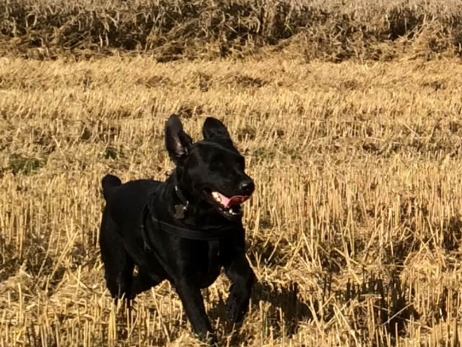 Housesitting assignment in Bingley, United Kingdom