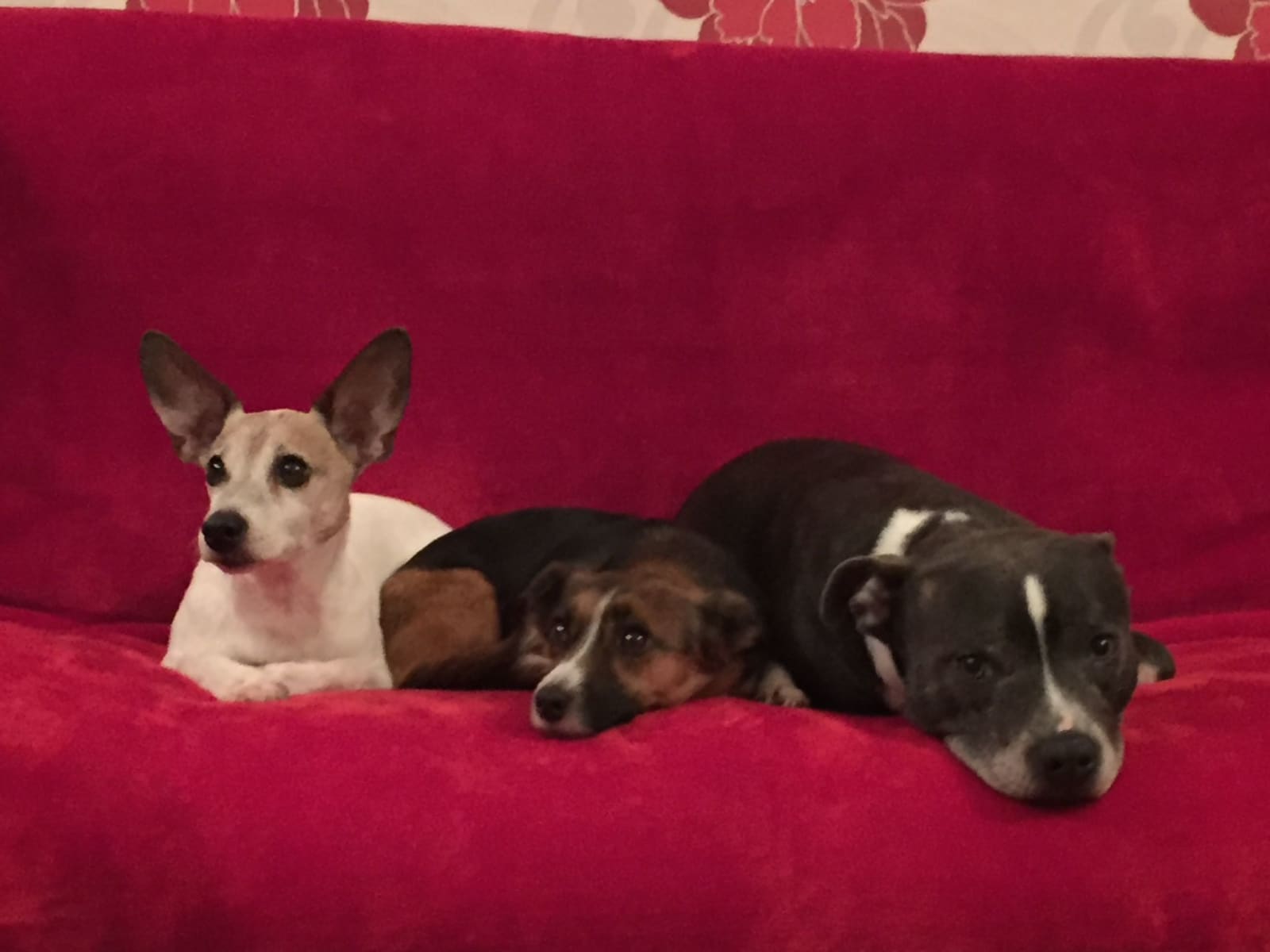 Housesitting assignment in Plymouth, United Kingdom