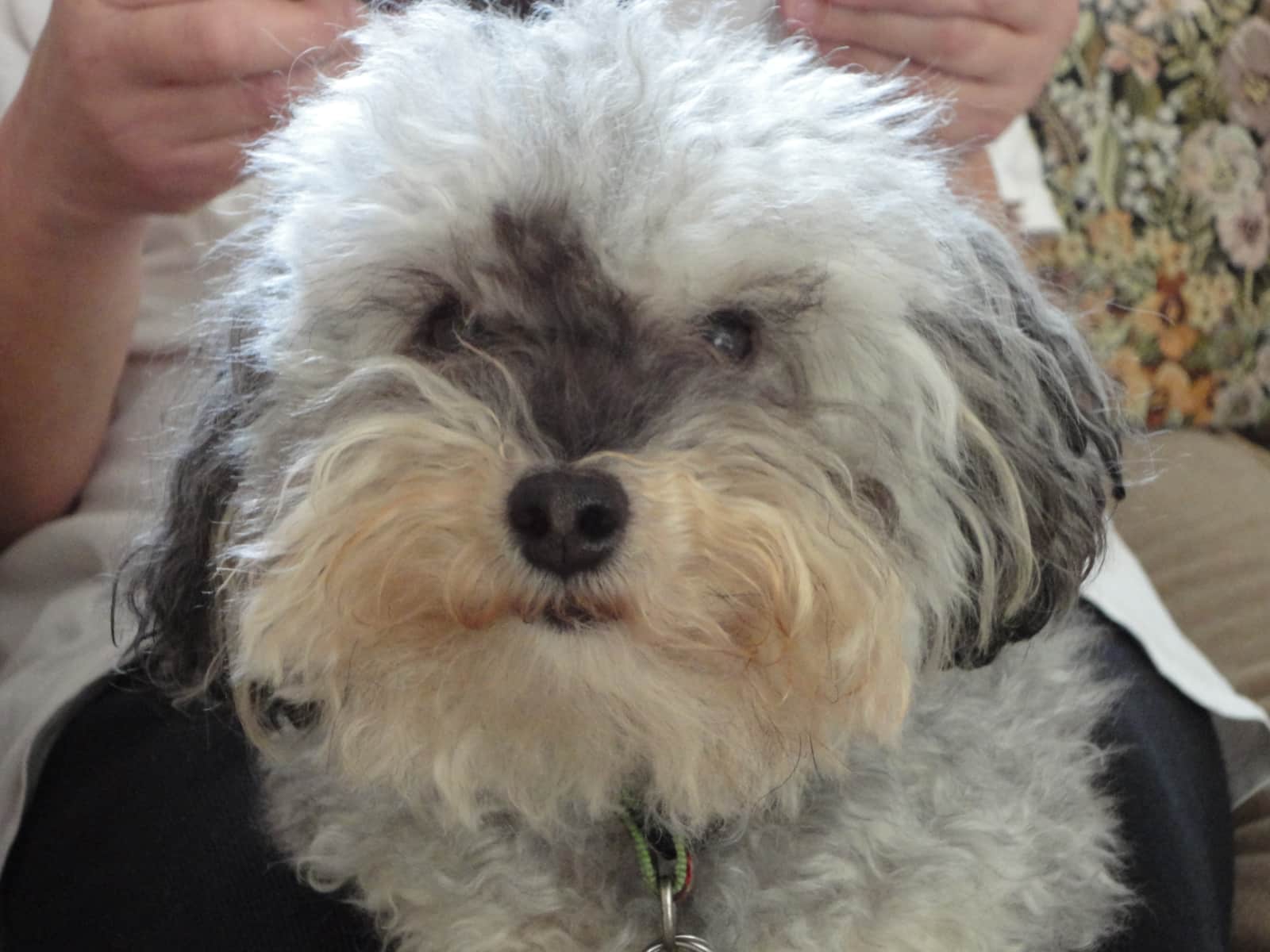Housesitting assignment in Seattle, Washington, United States
