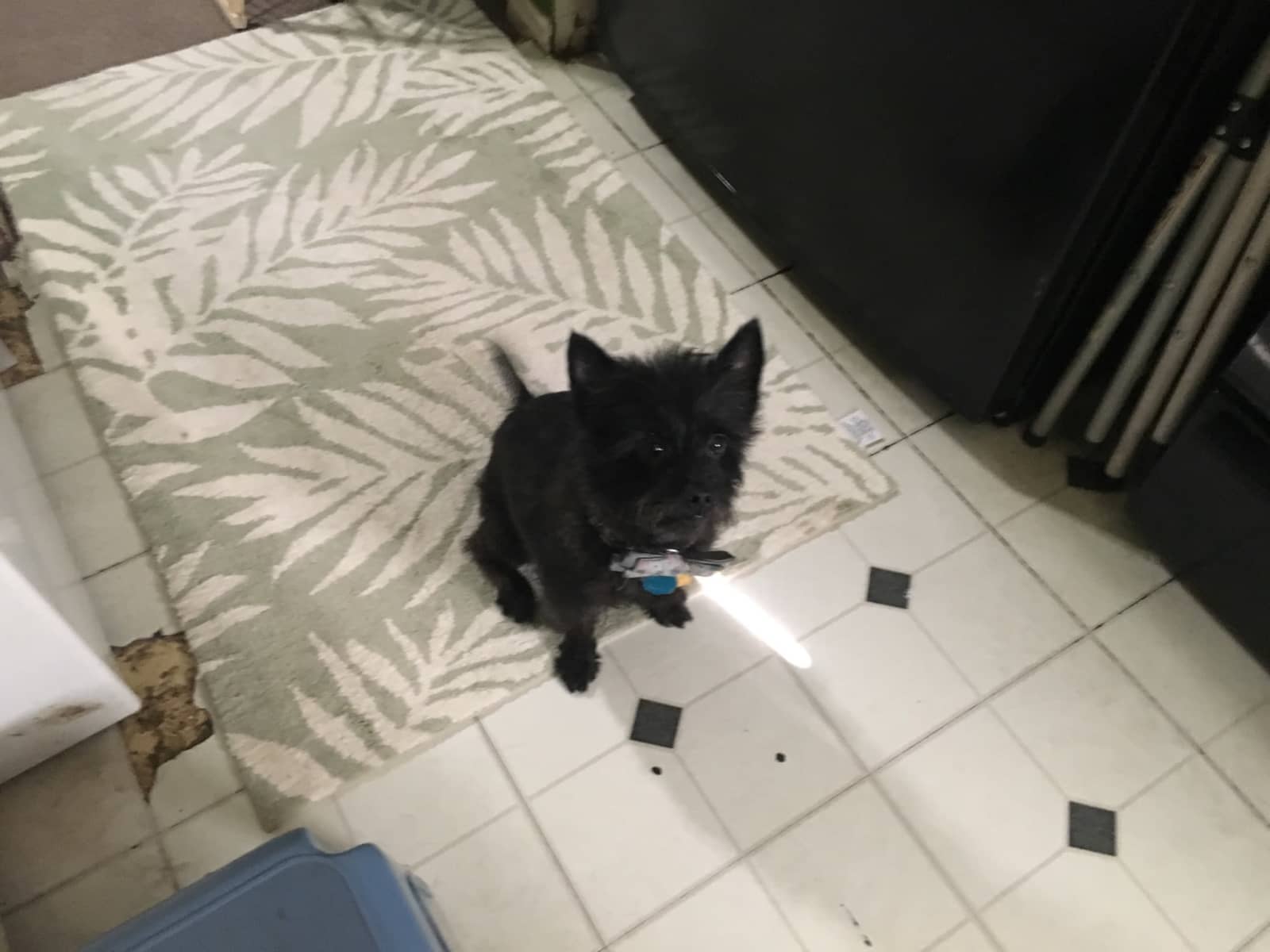 Housesitting assignment in Irving, Texas, United States