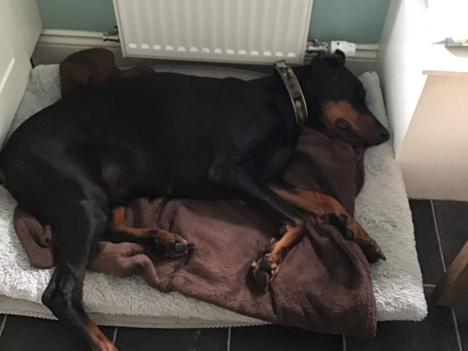 Housesitting assignment in Selkirk, United Kingdom