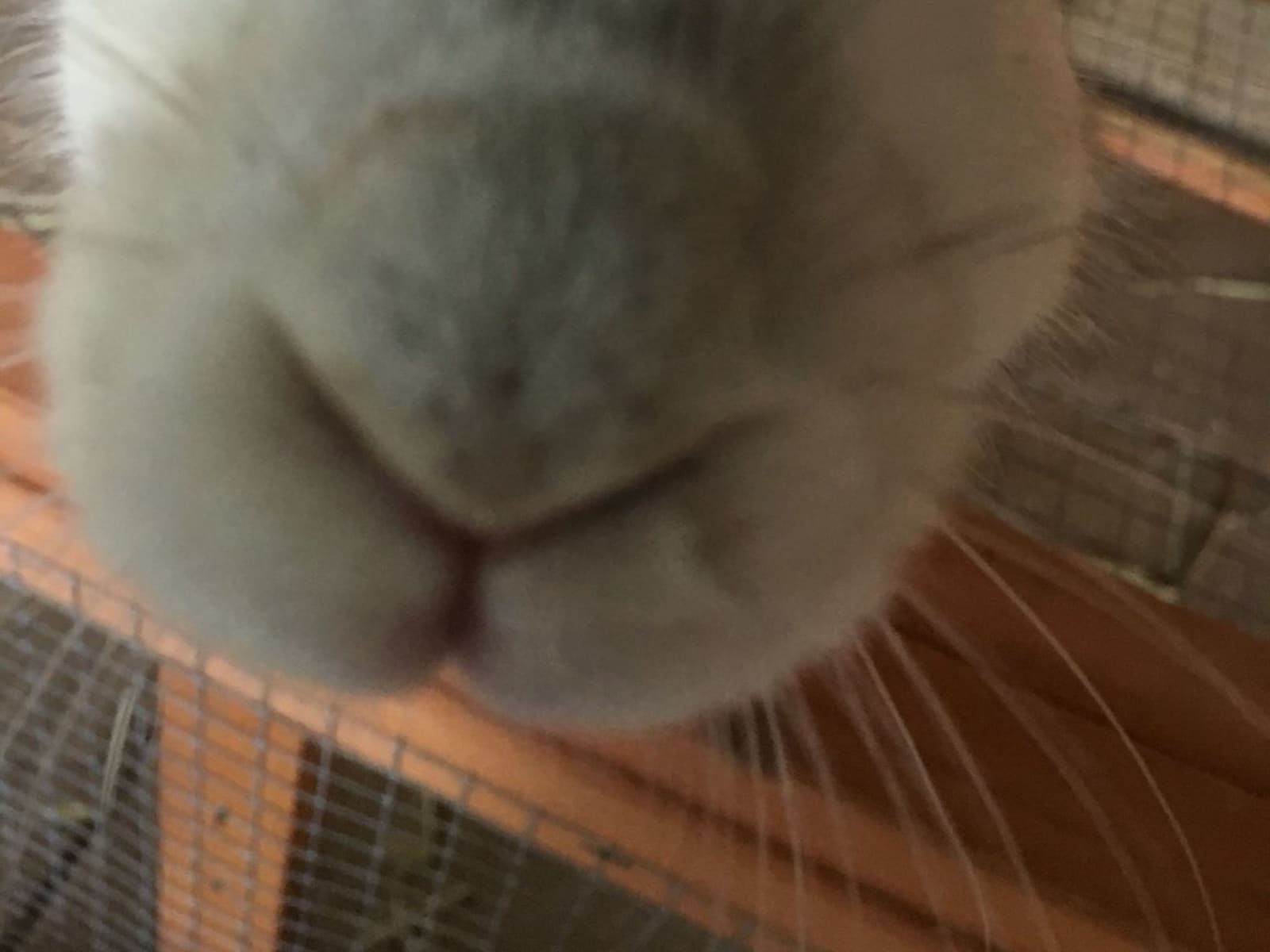 Housesitting assignment in Aberfoyle Park, South Australia, Australia